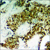 Anti-phospho-n-NOS (pSer852) antibody produced in rabbit affinity isolated antibody