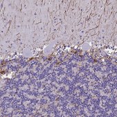 Anti-GFAP antibody produced in rabbit Prestige Antibodies&#174; Powered by Atlas Antibodies, affinity isolated antibody, buffered aqueous glycerol solution