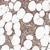 Anti-LRRC25 antibody produced in rabbit Prestige Antibodies&#174; Powered by Atlas Antibodies, affinity isolated antibody, buffered aqueous glycerol solution