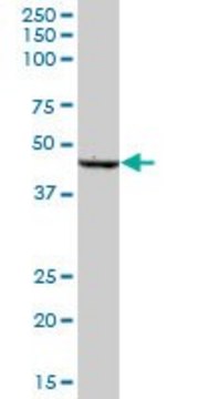 Anti-SCLY antibody produced in mouse IgG fraction of antiserum, buffered aqueous solution