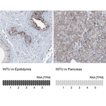 Anti-INTU antibody produced in rabbit Prestige Antibodies&#174; Powered by Atlas Antibodies, affinity isolated antibody, buffered aqueous glycerol solution