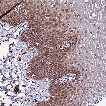 Anti-PIN4 antibody produced in rabbit Prestige Antibodies&#174; Powered by Atlas Antibodies, affinity isolated antibody, buffered aqueous glycerol solution