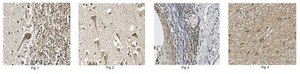 Anti-DNA polymerase subunit gamma-1 Antibody/POLG 1.0&#160;mg/mL, from rabbit