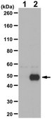 Anticorps anti-LHX2 serum, from rabbit