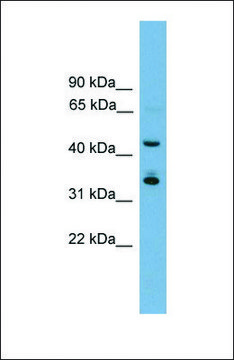 Anti-GBX1, (N-terminal) antibody produced in rabbit affinity isolated antibody
