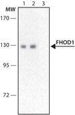 Anti-FHOD1 antibody produced in rabbit ~1.0&#160;mg/mL, affinity isolated antibody