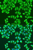 Anti- RhoA antibody produced in rabbit