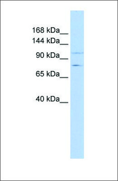 Anti-PTPRH antibody produced in rabbit affinity isolated antibody