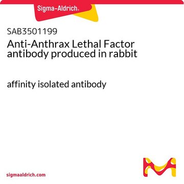 Anti-Anthrax Lethal Factor antibody produced in rabbit affinity isolated antibody