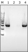Lysozyme from chicken egg white free of DNA contaminants, suitable for Microbiome research, lyophilized powder, protein &#8805;90%, &#8805;40,000 units/mg protein