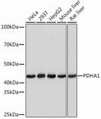 Anti-PDHA1 antibody produced in rabbit