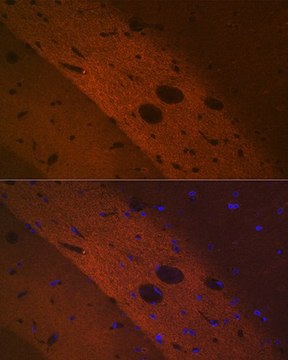 Anti-mGluR2 antibody produced in rabbit