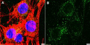 Anti-CXCL12/SDF1 Antibody, clone 5I2 ZooMAb&#174; Rabbit Monoclonal recombinant, expressed in HEK 293 cells