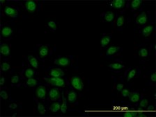 Monoclonal Anti-SP1 antibody produced in mouse clone 1A5, purified immunoglobulin, buffered aqueous solution