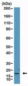 p16 INK4a Rabbit Monoclonal Antibody clone RM409, affinity purified immunoglobulin