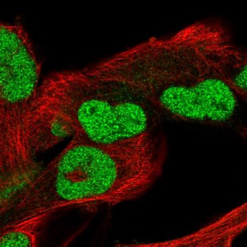 Anti-POC5 antibody produced in rabbit Prestige Antibodies&#174; Powered by Atlas Antibodies, affinity isolated antibody, buffered aqueous glycerol solution