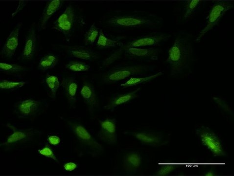 Monoclonal Anti-UBR1 antibody produced in mouse clone 4G7, purified immunoglobulin, buffered aqueous solution