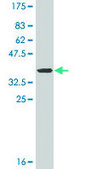 Monoclonal Anti-GPC3 antibody produced in mouse clone 2C12, ascites fluid