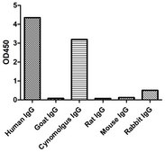 Alpaca Anti-Human IgG(Fc&#947;) Biotin single domain Antibody recombinant Alpaca(VHH) Nano antibody