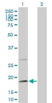 Anti-TAF8 antibody produced in rabbit purified immunoglobulin, buffered aqueous solution