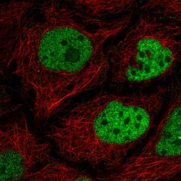 Anti-C2orf49 antibody produced in rabbit Prestige Antibodies&#174; Powered by Atlas Antibodies, affinity isolated antibody