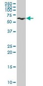 Anti-GPI antibody produced in mouse IgG fraction of antiserum, buffered aqueous solution