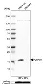 Anti-PLGRKT antibody produced in rabbit Prestige Antibodies&#174; Powered by Atlas Antibodies, affinity isolated antibody, buffered aqueous glycerol solution