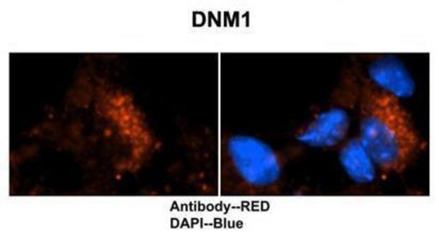 Anti-DNM1 antibody produced in rabbit affinity isolated antibody