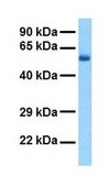 Anti-HMGCS2 antibody produced in rabbit IgG fraction of antiserum