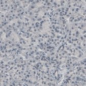 Monoclonal Anti-CNP antibody produced in mouse Prestige Antibodies&#174; Powered by Atlas Antibodies, clone CL2887, purified immunoglobulin, buffered aqueous glycerol solution