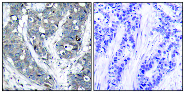 Anti-HSPB1 (Ab-78) antibody produced in rabbit affinity isolated antibody