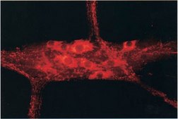 Anti-Nitric Oxide Synthase I Antibody serum, Chemicon&#174;