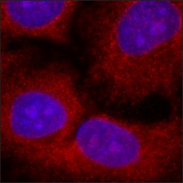 Anti-USP8 antibody, Mouse monoclonal clone US872, purified from hybridoma cell culture