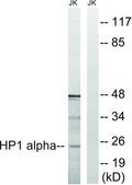 Anti-HP1 &#945; antibody produced in rabbit affinity isolated antibody