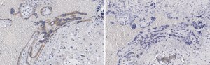 Anti-Angiopoietin-2 Antibody, clone 4L18 ZooMAb&#174; Rabbit Monoclonal recombinant, expressed in HEK 293 cells