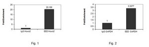 Anti-EED Antibody from rabbit