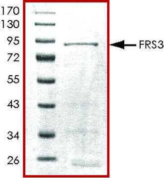 FRS3, GST tagged human recombinant, expressed in baculovirus infected Sf9 cells, &#8805;70% (SDS-PAGE), buffered aqueous glycerol solution