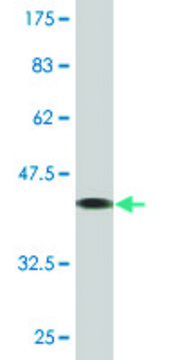 Monoclonal Anti-TCAP antibody produced in mouse clone 1H3, purified immunoglobulin, buffered aqueous solution