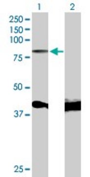 Anti-MYB antibody produced in mouse purified immunoglobulin, buffered aqueous solution