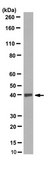 Anti-PDL-1/CD274 Antibody, clone 3F2.1 clone 3F2.1, 1&#160;mg/mL, from mouse