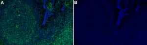 Anti-HLA-B Antibody, clone 1L21 ZooMAb&#174; Rabbit Monoclonal recombinant, expressed in HEK 293 cells
