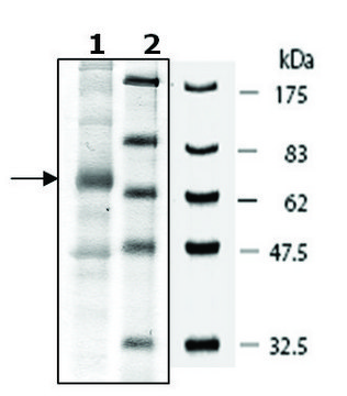 Sestrin 1 human recombinant, expressed in baculovirus infected Sf9 cells, &#8805;44% (SDS-PAGE)