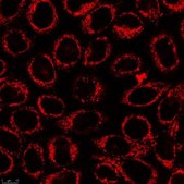 BioTracker ATP-Red Live Cell Dye Live cell imaging dye for cellular adenosine triphosphate (ATP) localized to mitochondria used to detect metabolic activity, cell proliferation and overall cell health.