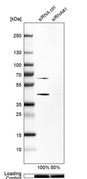 Anti-SKP2 antibody produced in rabbit Prestige Antibodies&#174; Powered by Atlas Antibodies, affinity isolated antibody