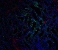 Anti-GFR&#945;3 antibody produced in rabbit IgG fraction of antiserum, buffered aqueous solution