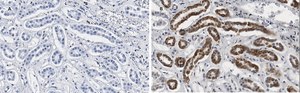 Anti-Smad3 Antibody, clone 1J11, ZooMAb&#174; Rabbit Monoclonal recombinant, expressed in HEK 293 cells