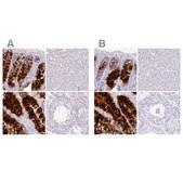 Anti-ZG16 antibody produced in rabbit Prestige Antibodies&#174; Powered by Atlas Antibodies, affinity isolated antibody, buffered aqueous glycerol solution
