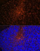 Anti-Aquaporin-4 (AQP4) antibody produced in rabbit