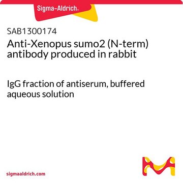 Anti-Xenopus sumo2 (N-term) antibody produced in rabbit IgG fraction of antiserum, buffered aqueous solution