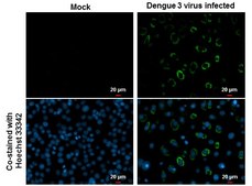 Monoclonal Anti-Dengue virus NS1 protein antibody produced in mouse clone GT1061, affinity isolated antibody